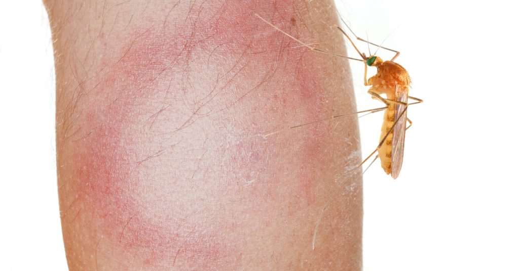 Lyme research links mosquitoes as carriers of lyme disease